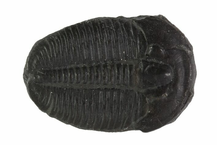Large, Elrathia Trilobite Fossil - Utah #91876